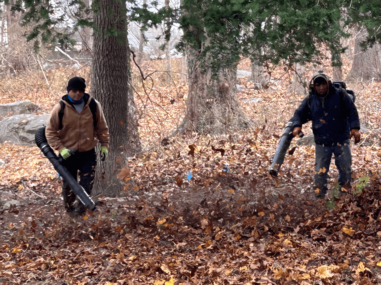 Fall leaf cleanup in Groton, CT
