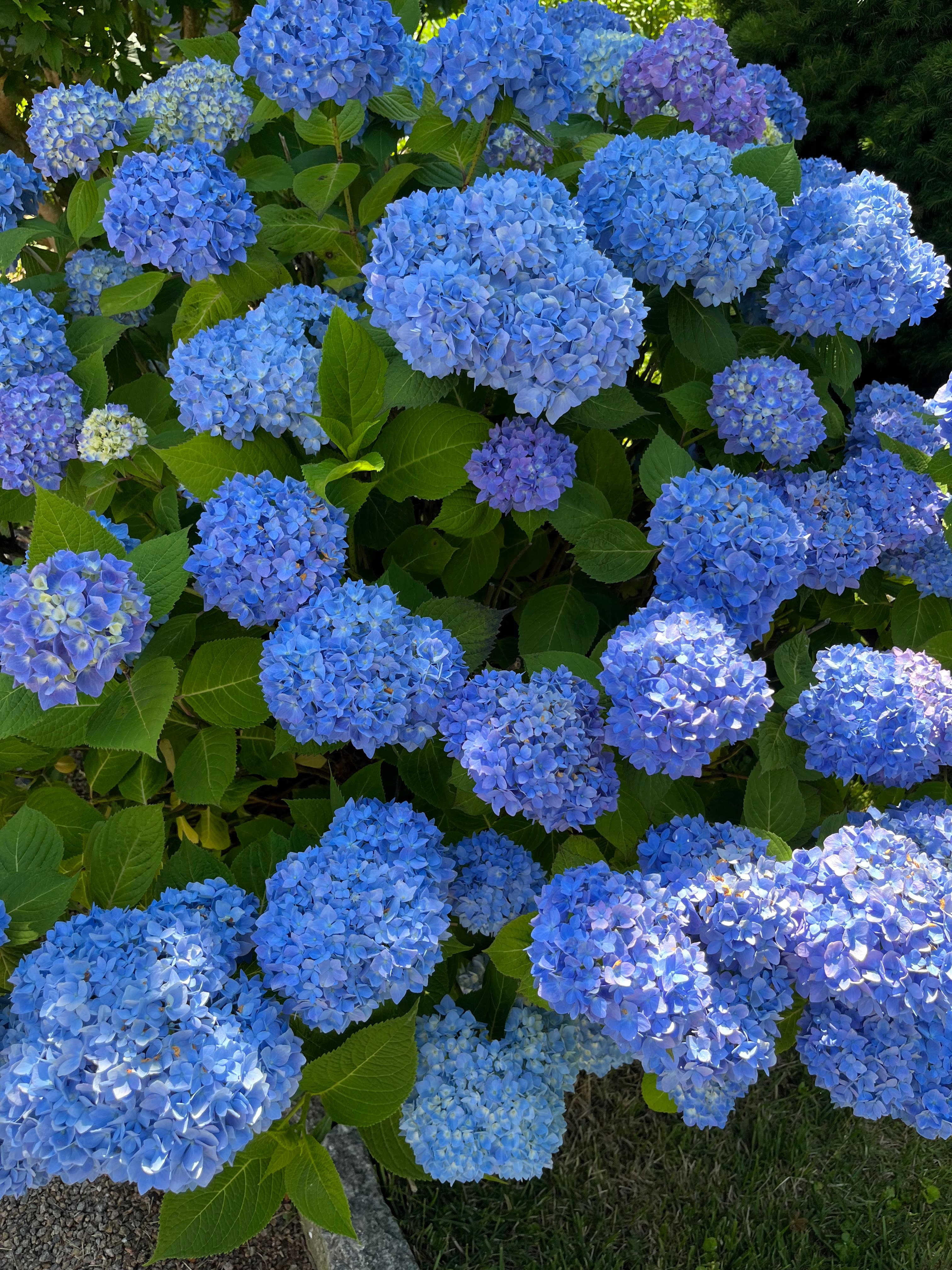 Core lawn aeration service in Mystic and Groton, CT